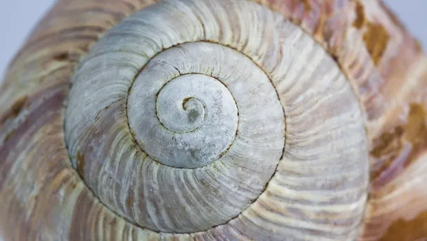 Spiral