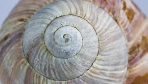 Spiral