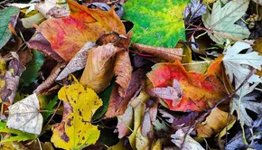 Forever autumn