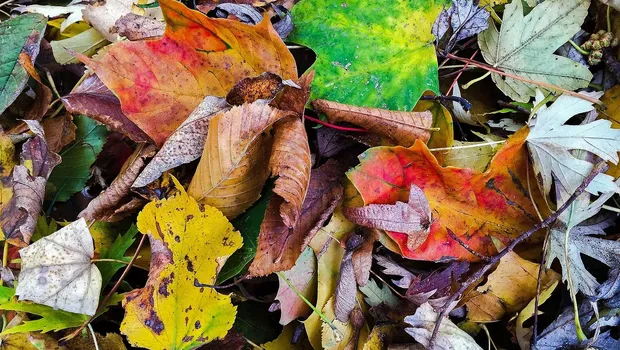 Forever autumn