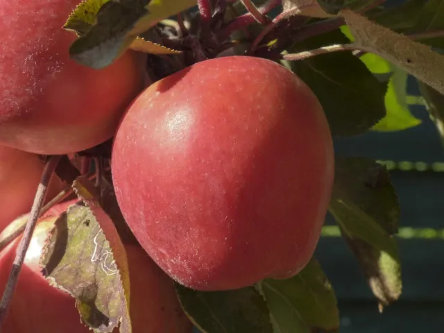 Apfel von http://photomakers.org/