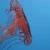 dsc00141-web_53754_by-diggicat_piqs_de.jpg