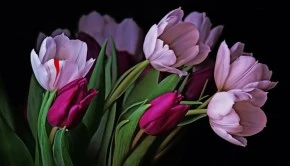 Ein Strauss Tulpen