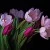 Ein Strauss Tulpen