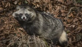 Ein Marderhund im Tierpark Dählhölzli. Der war kürzlich im Schweizer Fernsehen wegen der Pelze die jetzt wieder vermehrt in Mode gekommen sind. (piqs.de ID: d8a6369208c2d38df05a77a2c692952d)