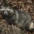 Ein Marderhund im Tierpark Dählhölzli. Der war kürzlich im Schweizer Fernsehen wegen der Pelze die jetzt wieder vermehrt in Mode gekommen sind. (piqs.de ID: d8a6369208c2d38df05a77a2c692952d)
