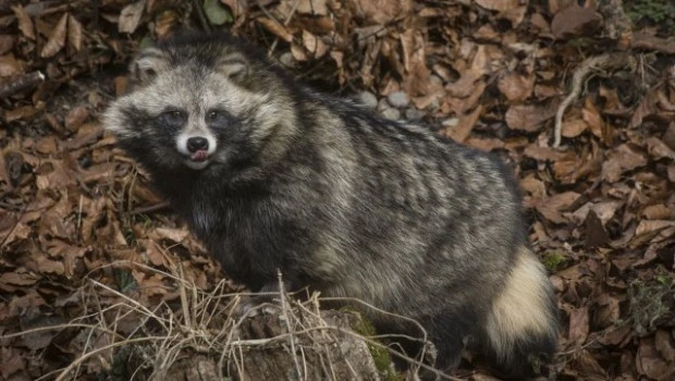 Ein Marderhund im Tierpark Dählhölzli. Der war kürzlich im Schweizer Fernsehen wegen der Pelze die jetzt wieder vermehrt in Mode gekommen sind. (piqs.de ID: d8a6369208c2d38df05a77a2c692952d)